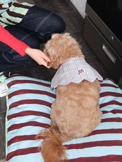 Novelty Wastage Collar in Blue Stripe