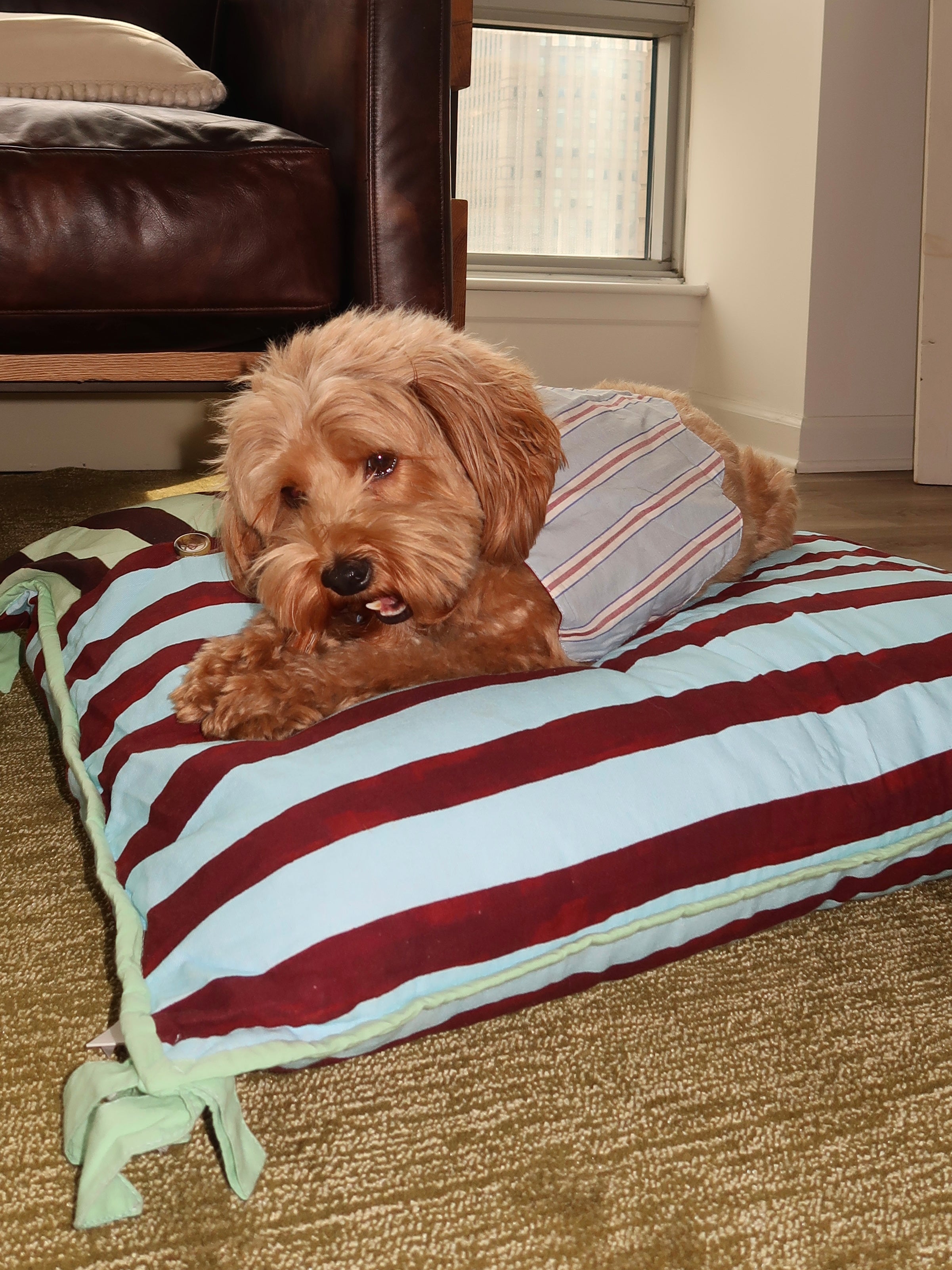 Novelty Wastage Collar in Blue Stripe