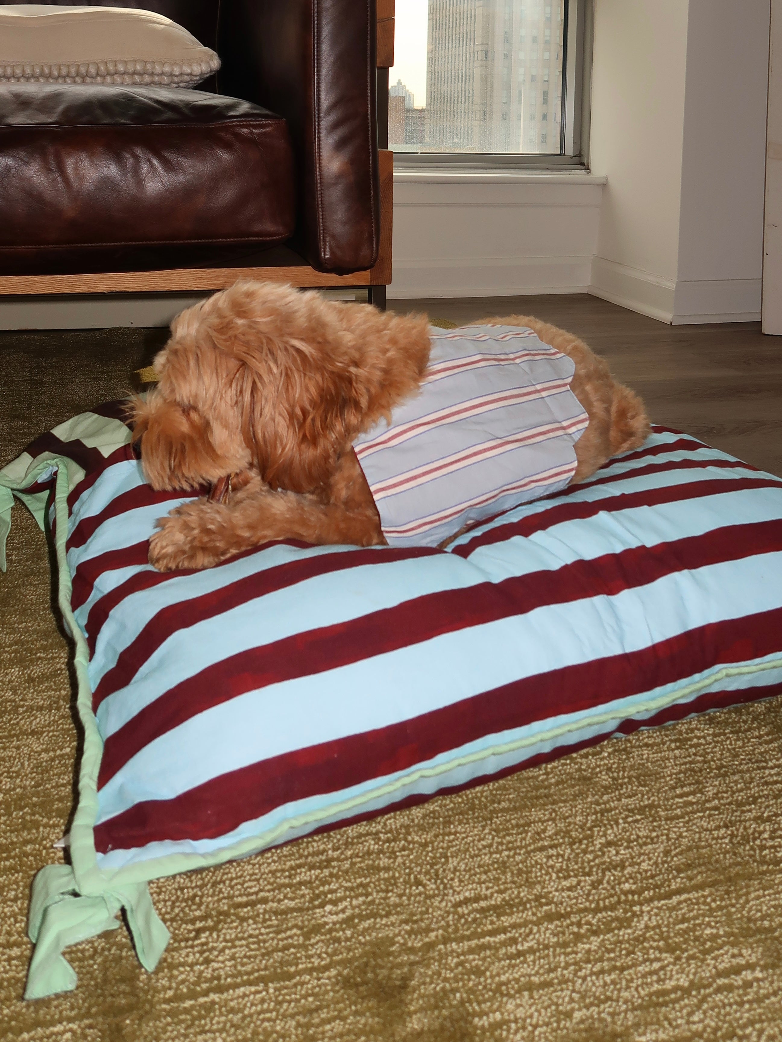 Novelty Wastage Collar in Blue Stripe