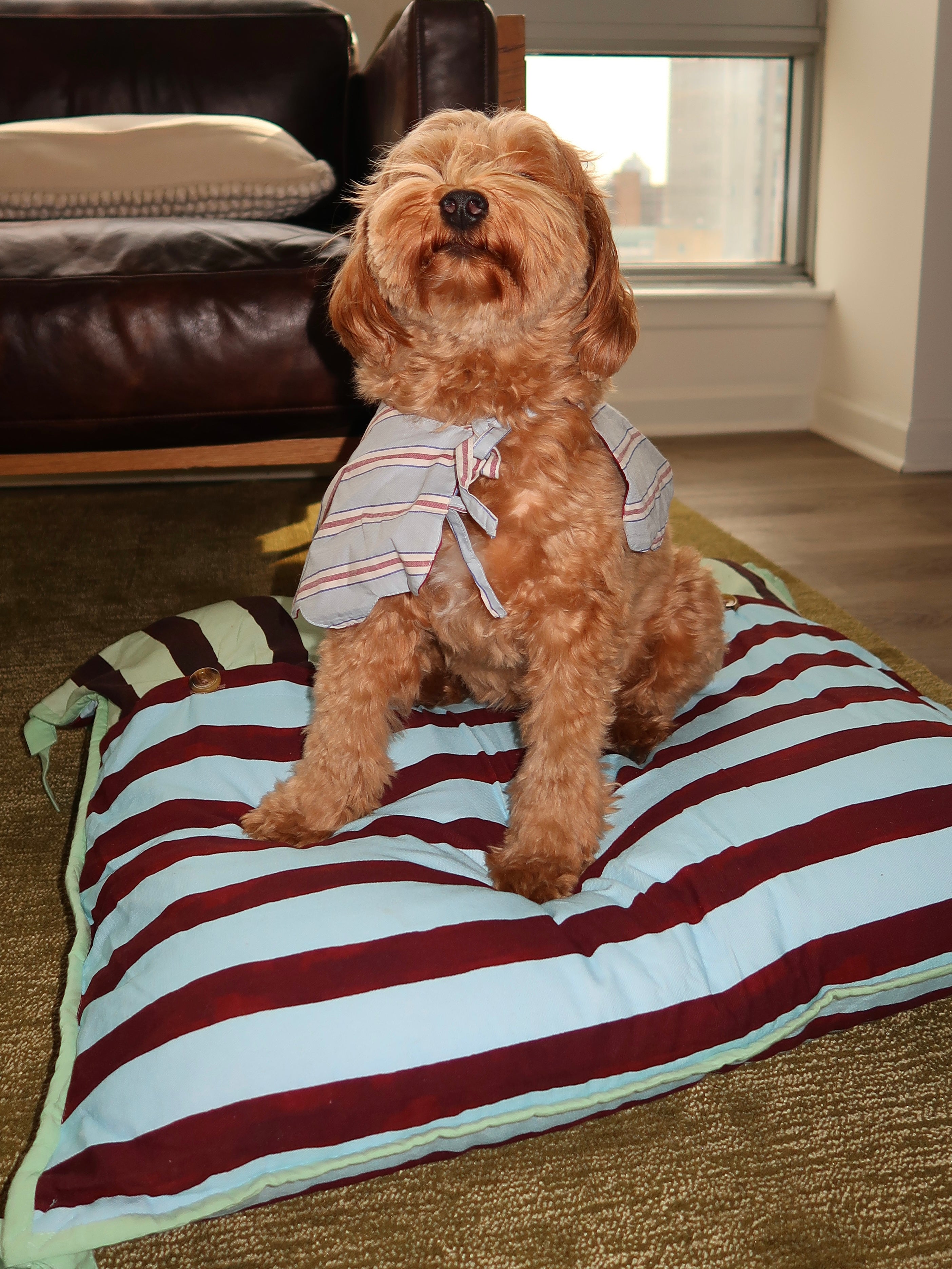 Novelty Wastage Collar in Blue Stripe