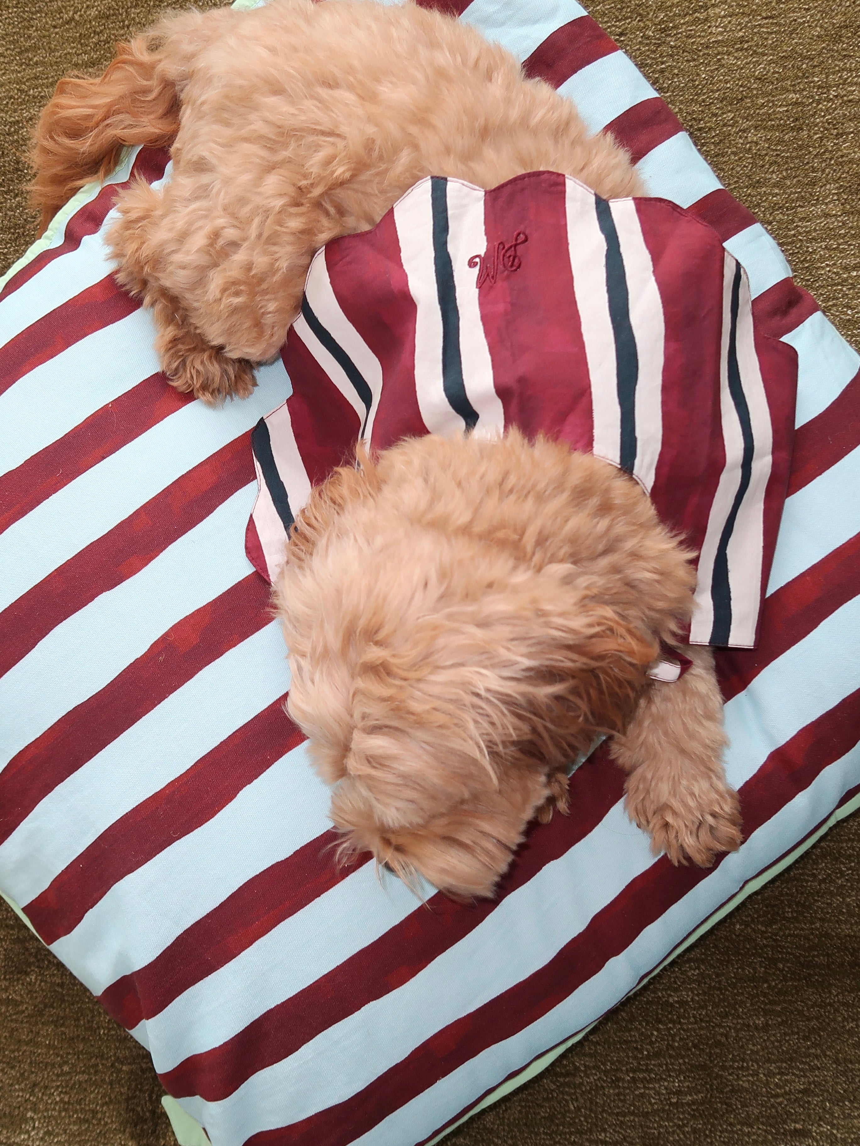 Novelty Wastage Collar in Burg Stripe