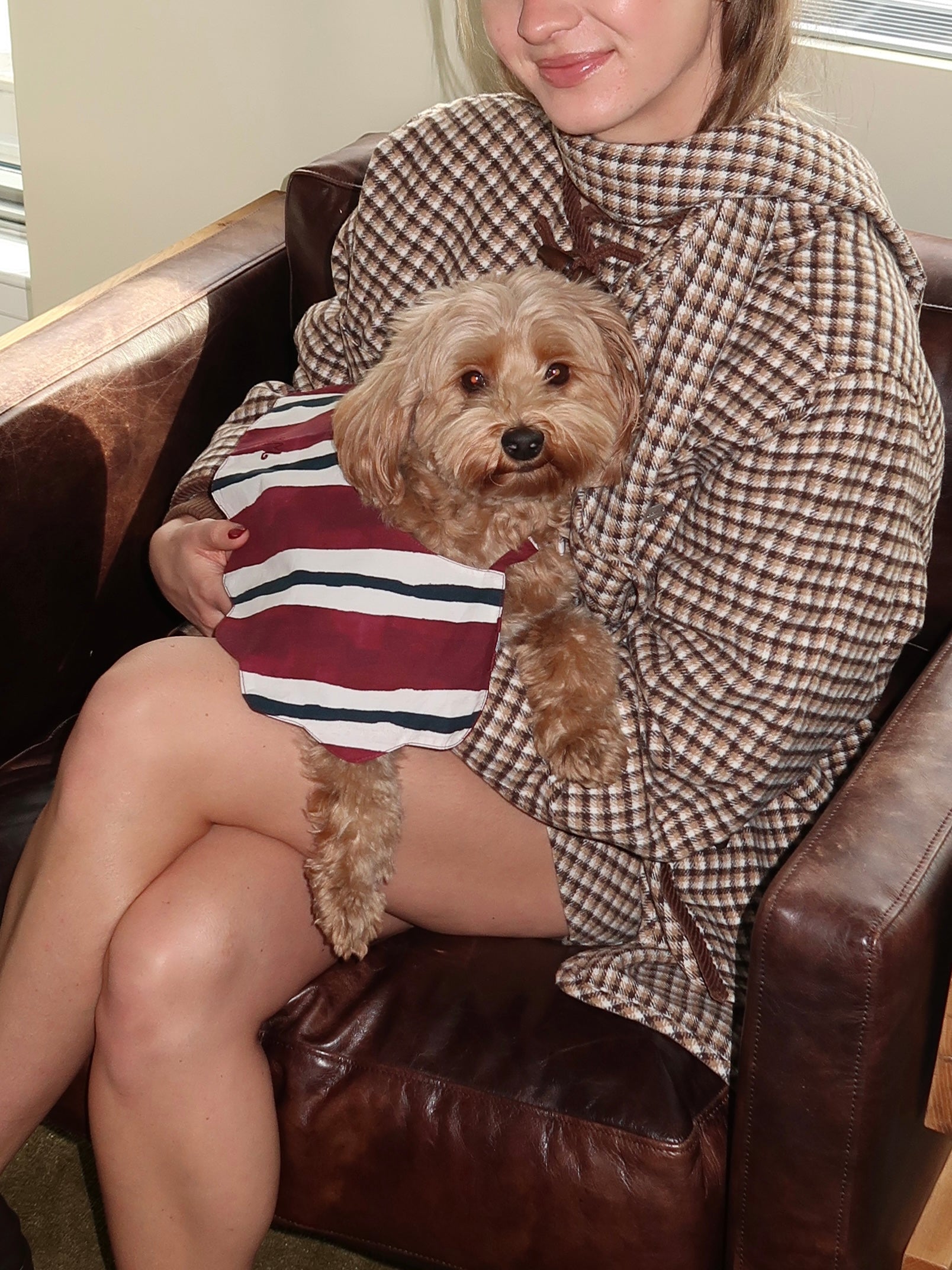 Novelty Wastage Collar in Burg Stripe